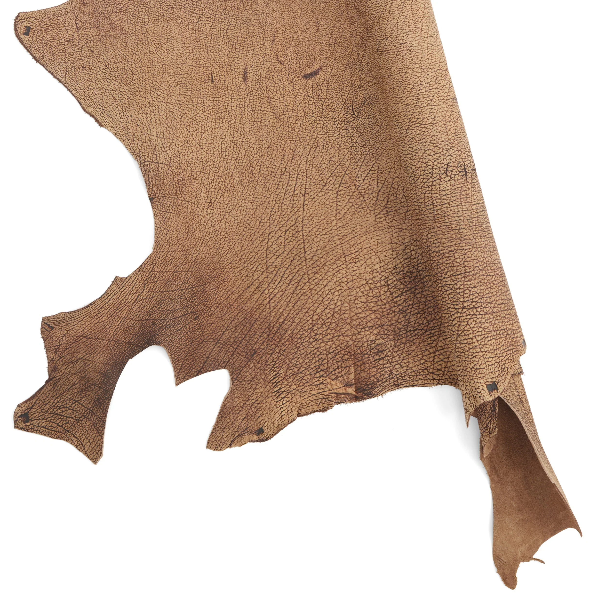 Bison Side - Image 14