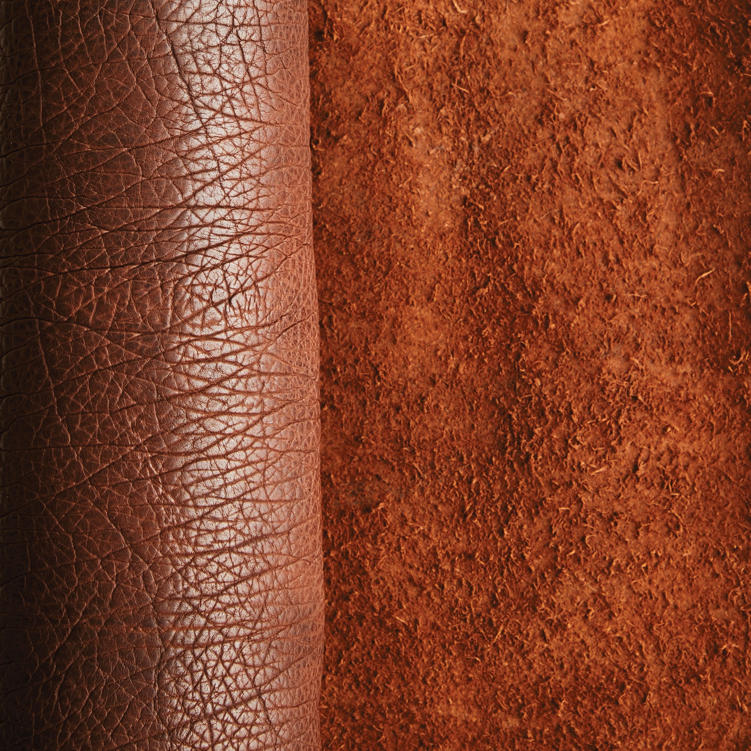 Frontier Bison Side - Image 6