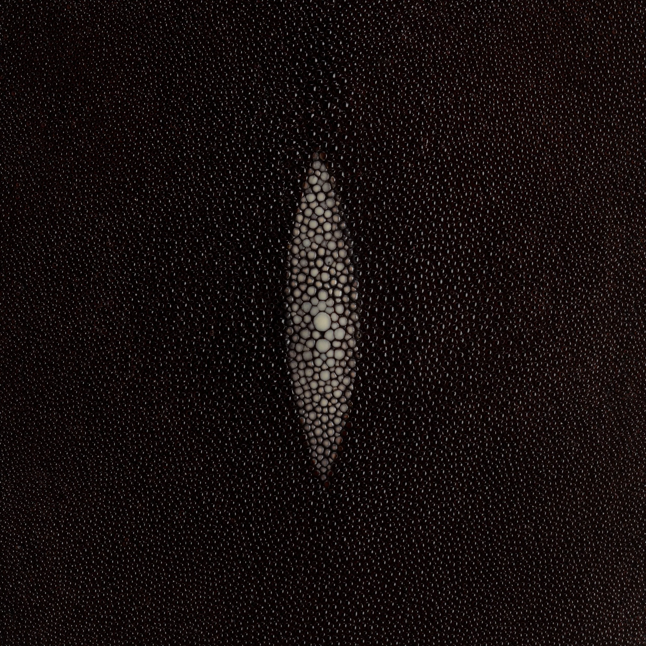 Stingray Small Skin - Image 17