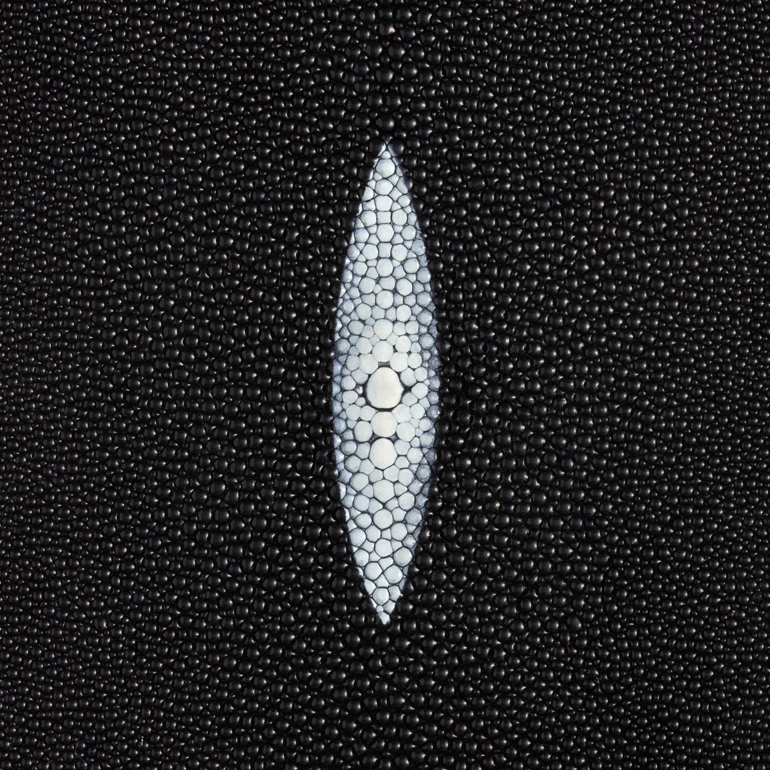 Stingray Small Skin - Image 5