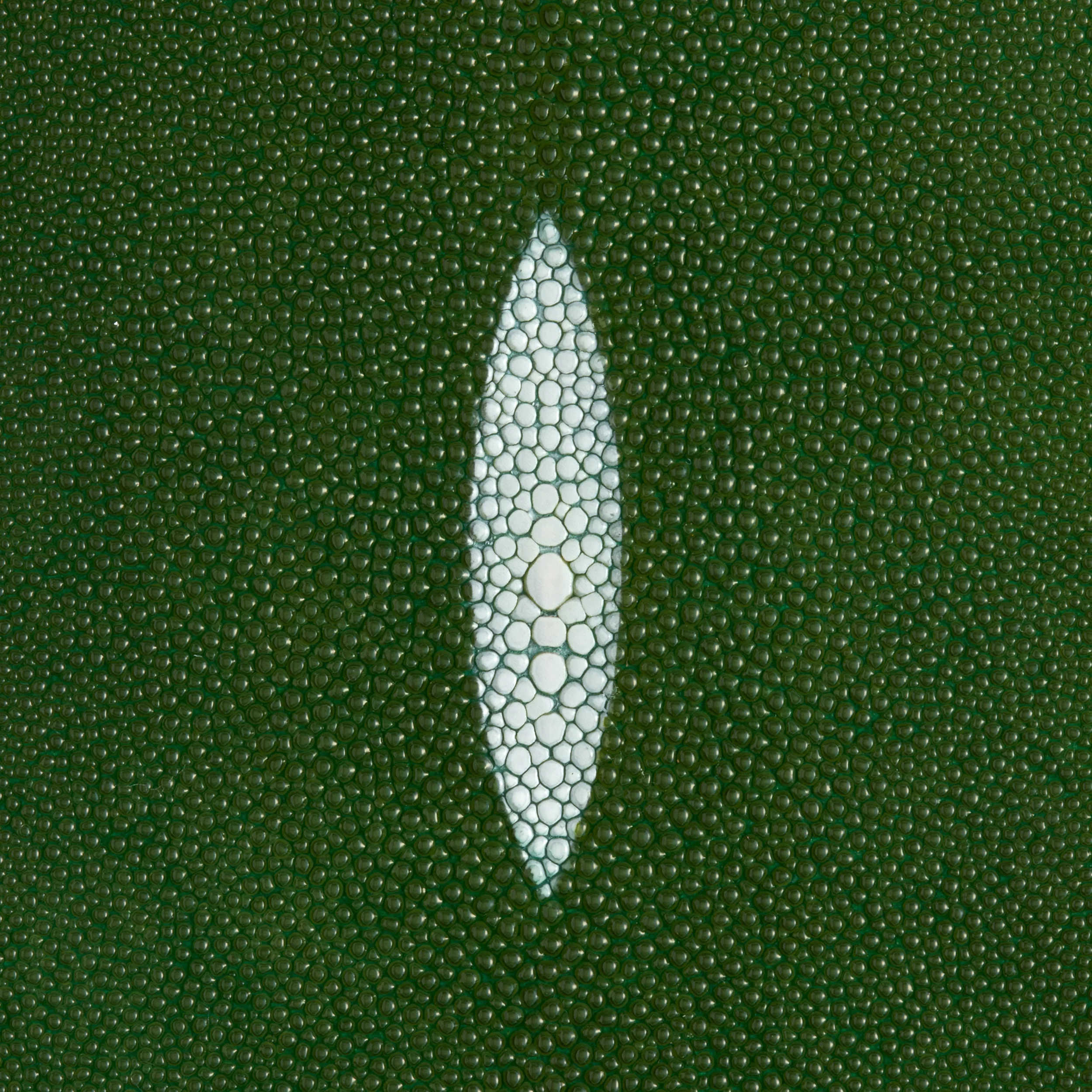 Stingray Small Skin - Image 7